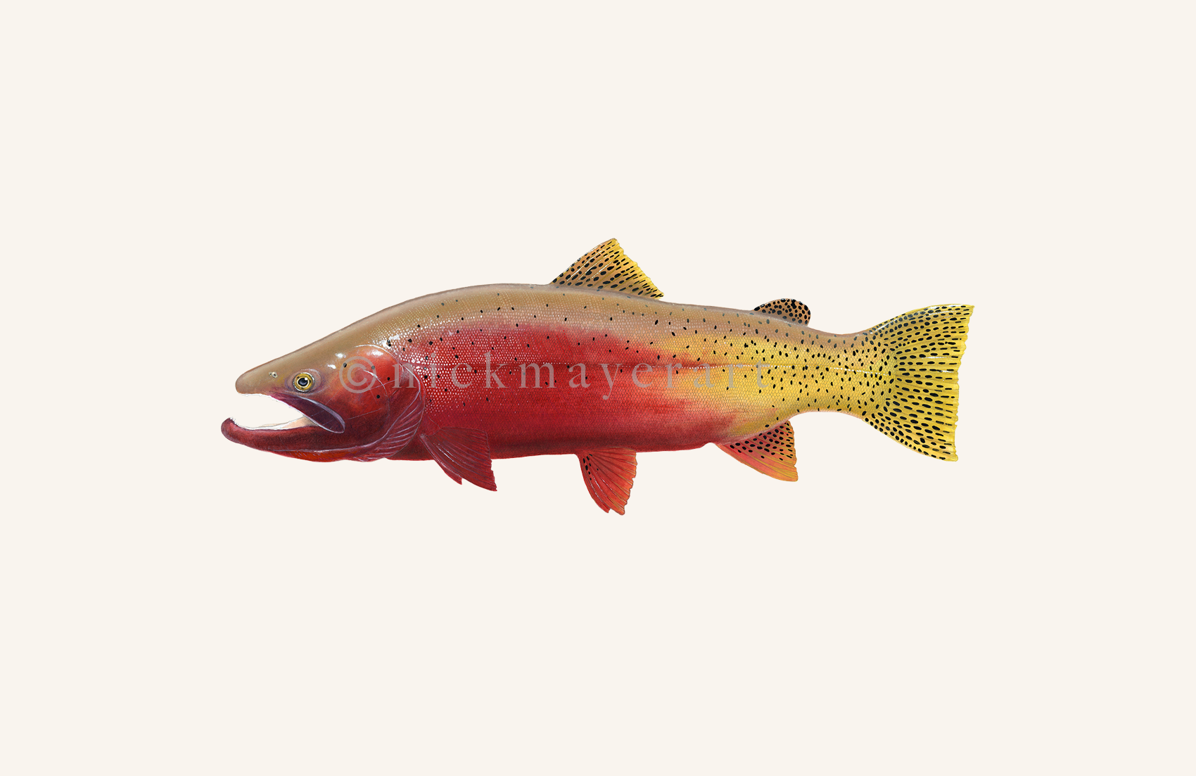 Cutthroat Trout 2 Limited Edition Print - NEW for Holiday 2025!