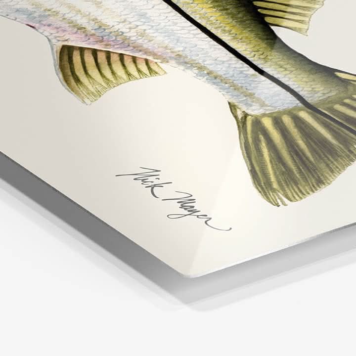 Snook Metal Print, NEW!