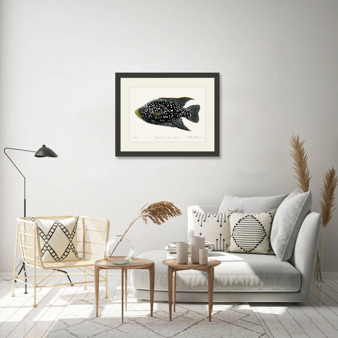 Starry Night Cichlid I Limited Edition Print