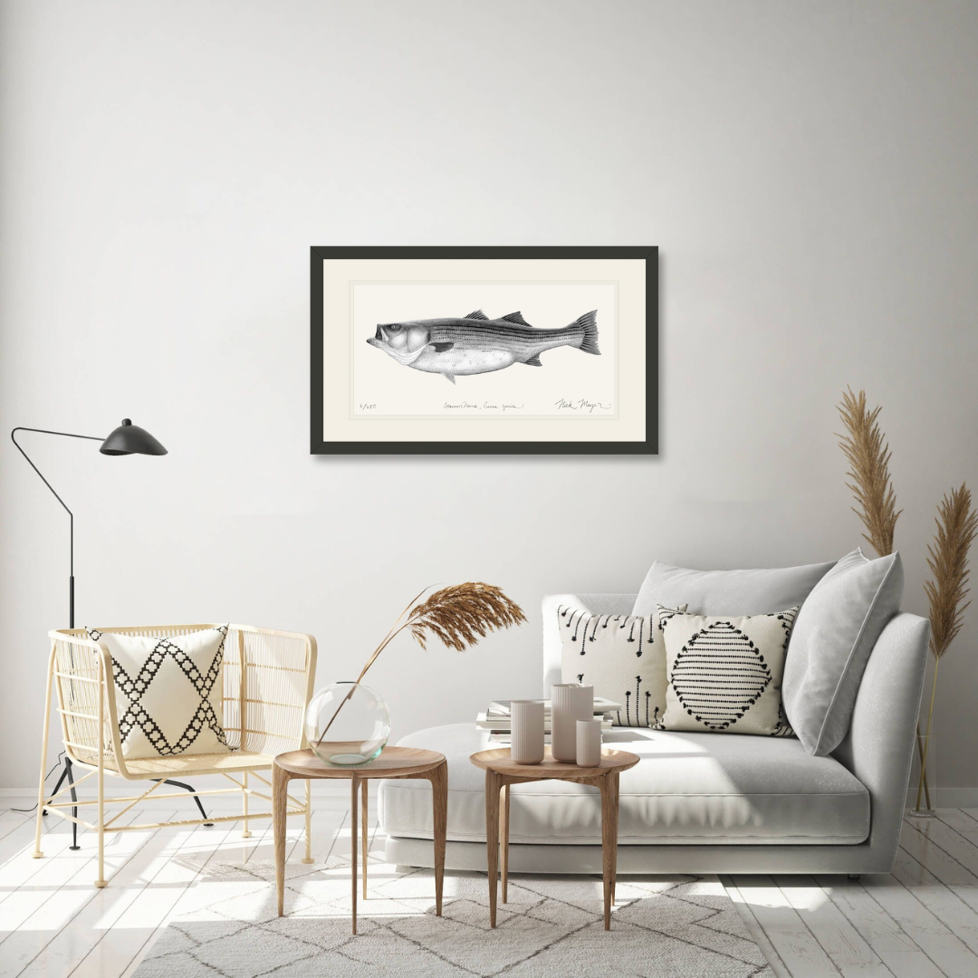 Striped Bass, 60 lbs Limited Edition Print (B&W)