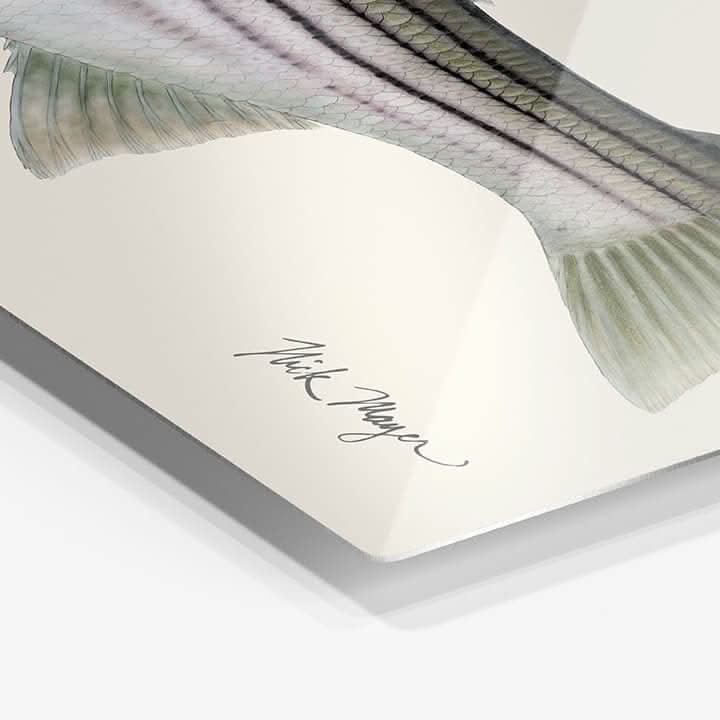 Striped Bass, 30 lbs Metal Print, NEW!