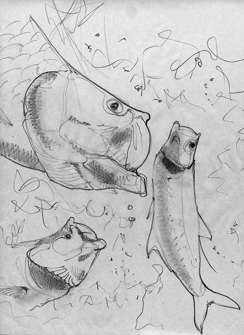 Tarpon original pencil study