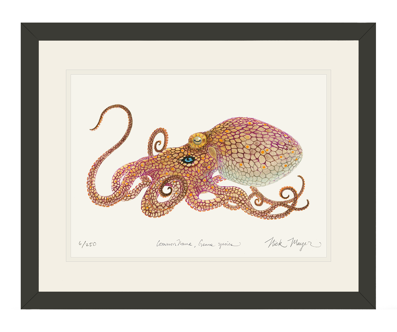 California Two Spot Octopus Limited Edition Print, Black Frame, 11" x 14" - Only 1 Available Ready to Ship