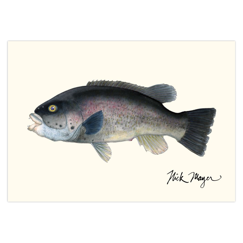 Tautog Notecards