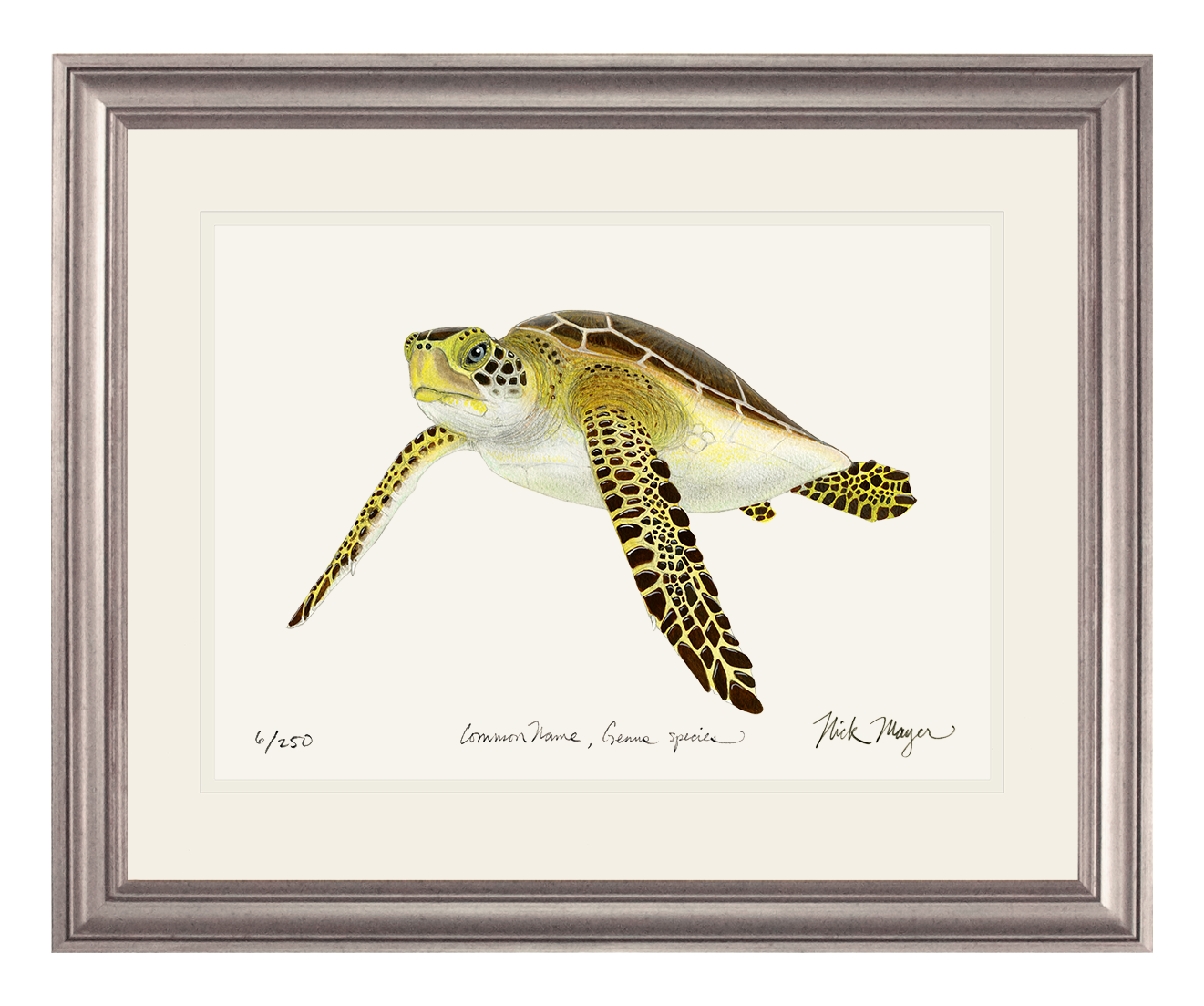 Juvenile Green Sea Turtle III Limited Edition Print - NEW