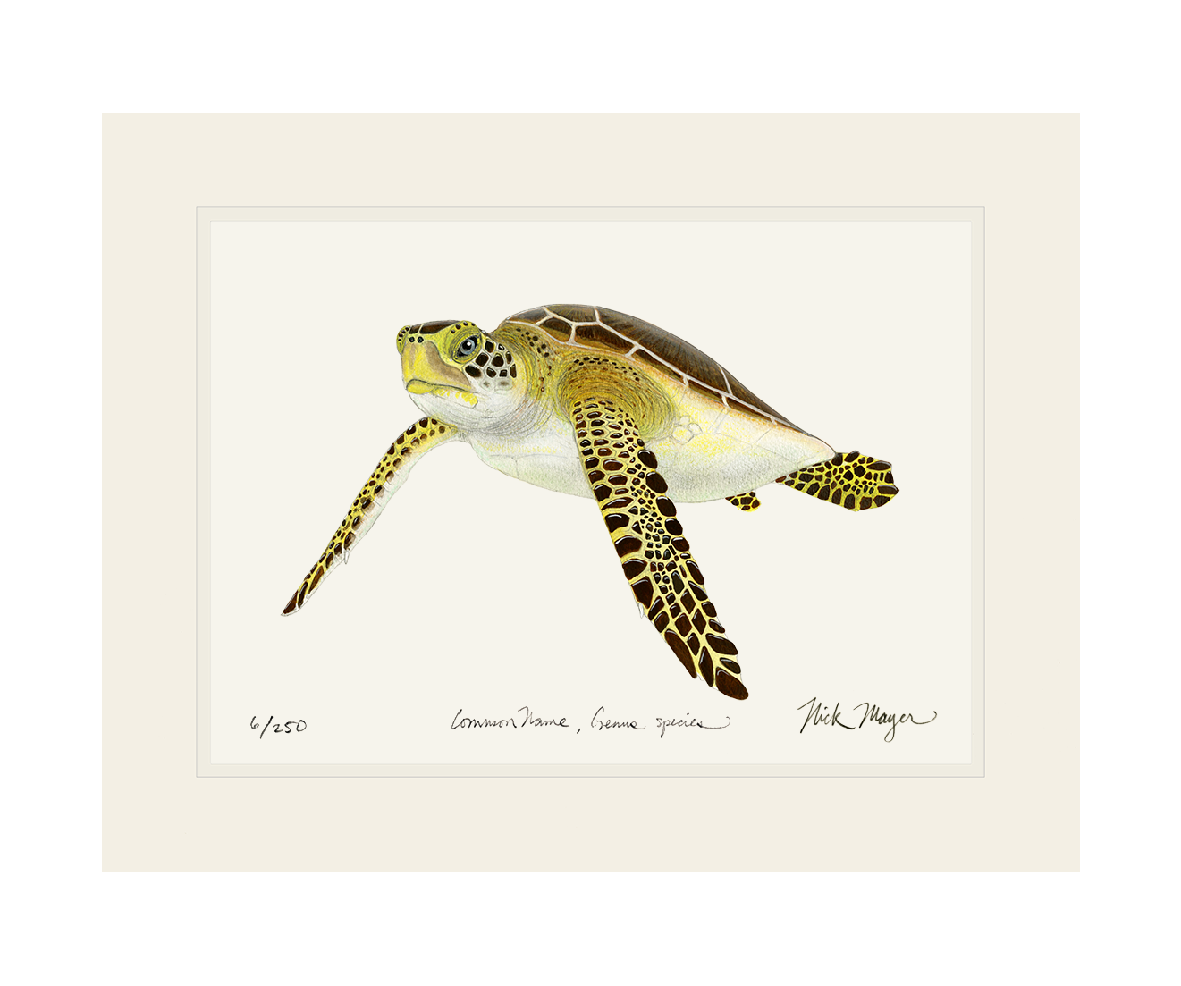 Juvenile Green Sea Turtle III Limited Edition Print - NEW