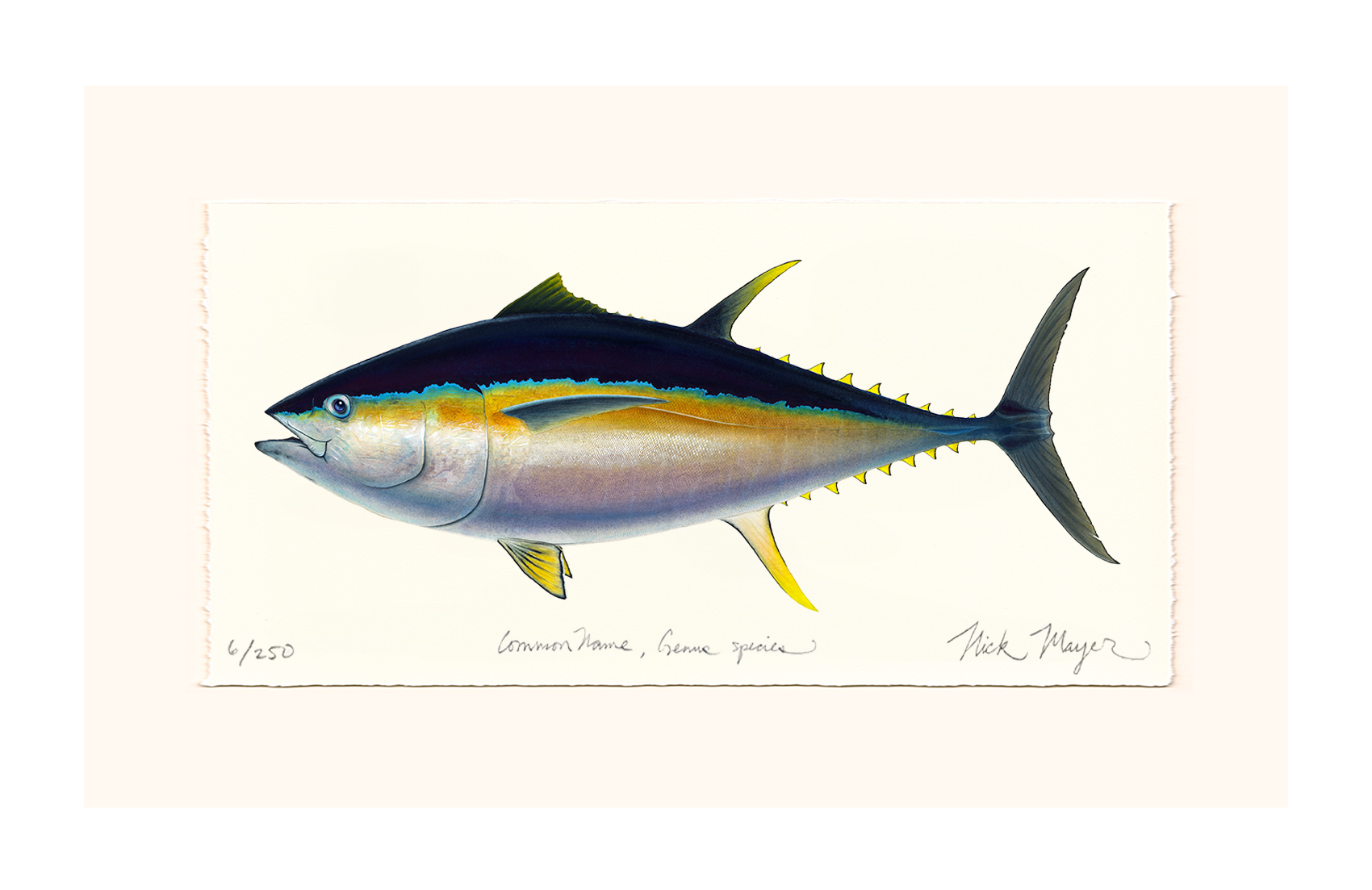 Bigeye Tuna Limited Edition Print