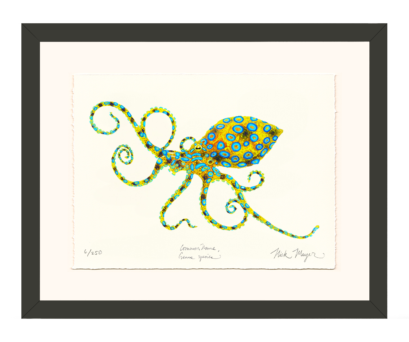 Blue Ringed Octopus Limited Edition Print