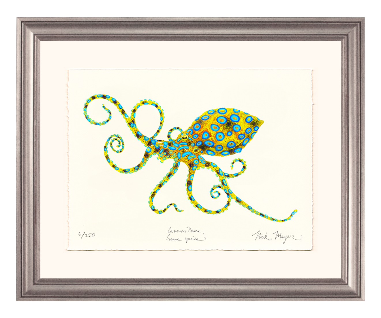 Blue Ringed Octopus Limited Edition Print