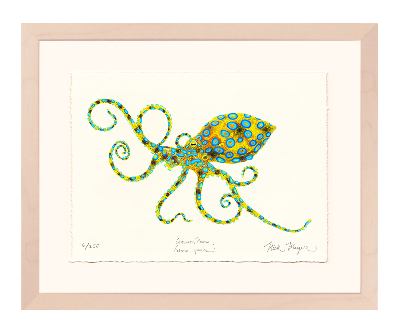 Blue Ringed Octopus Limited Edition Print