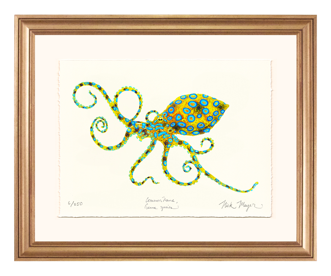 Blue Ringed Octopus Limited Edition Print