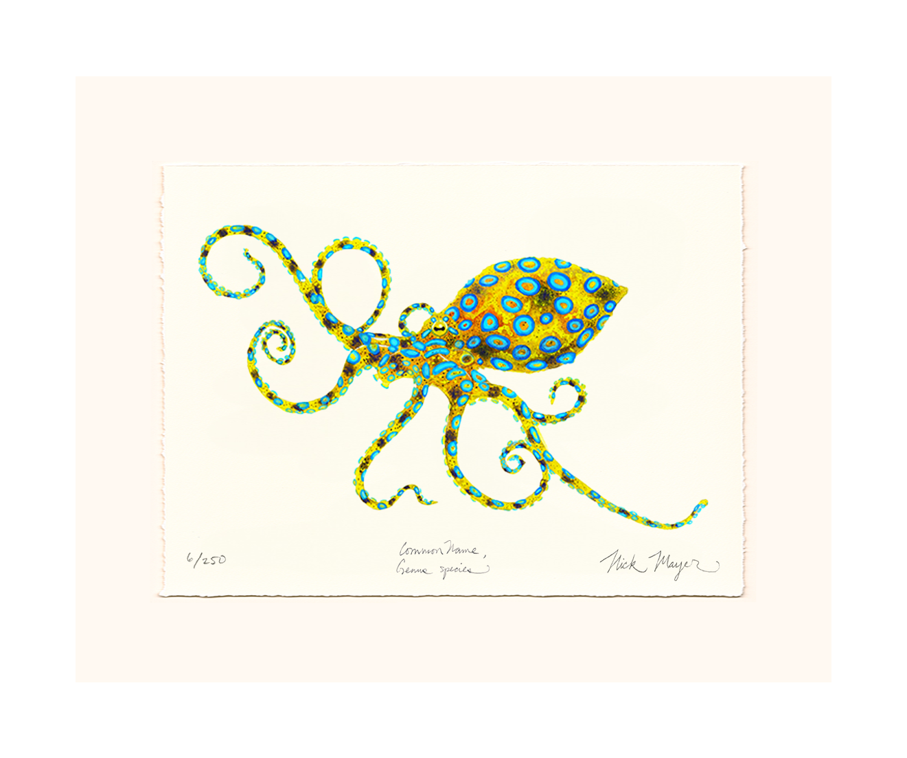Blue Ringed Octopus Limited Edition Print