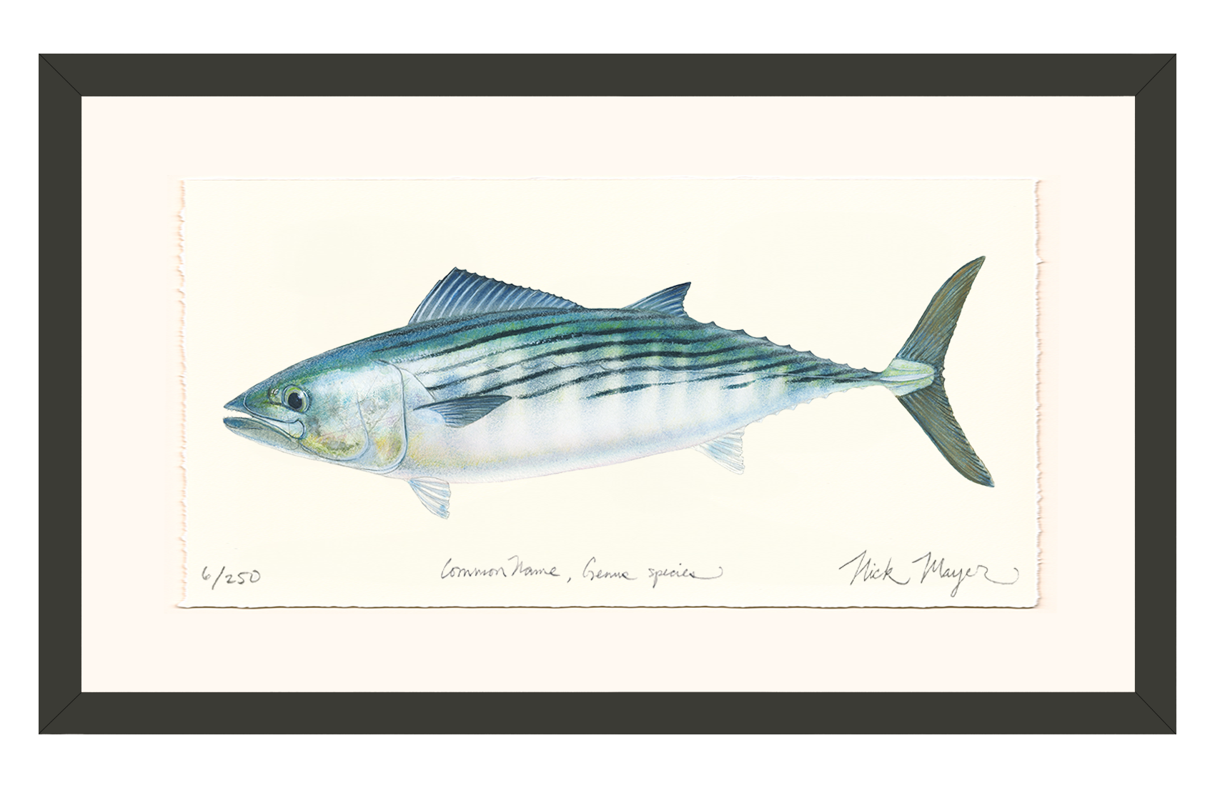 Bonito Limited Edition Print