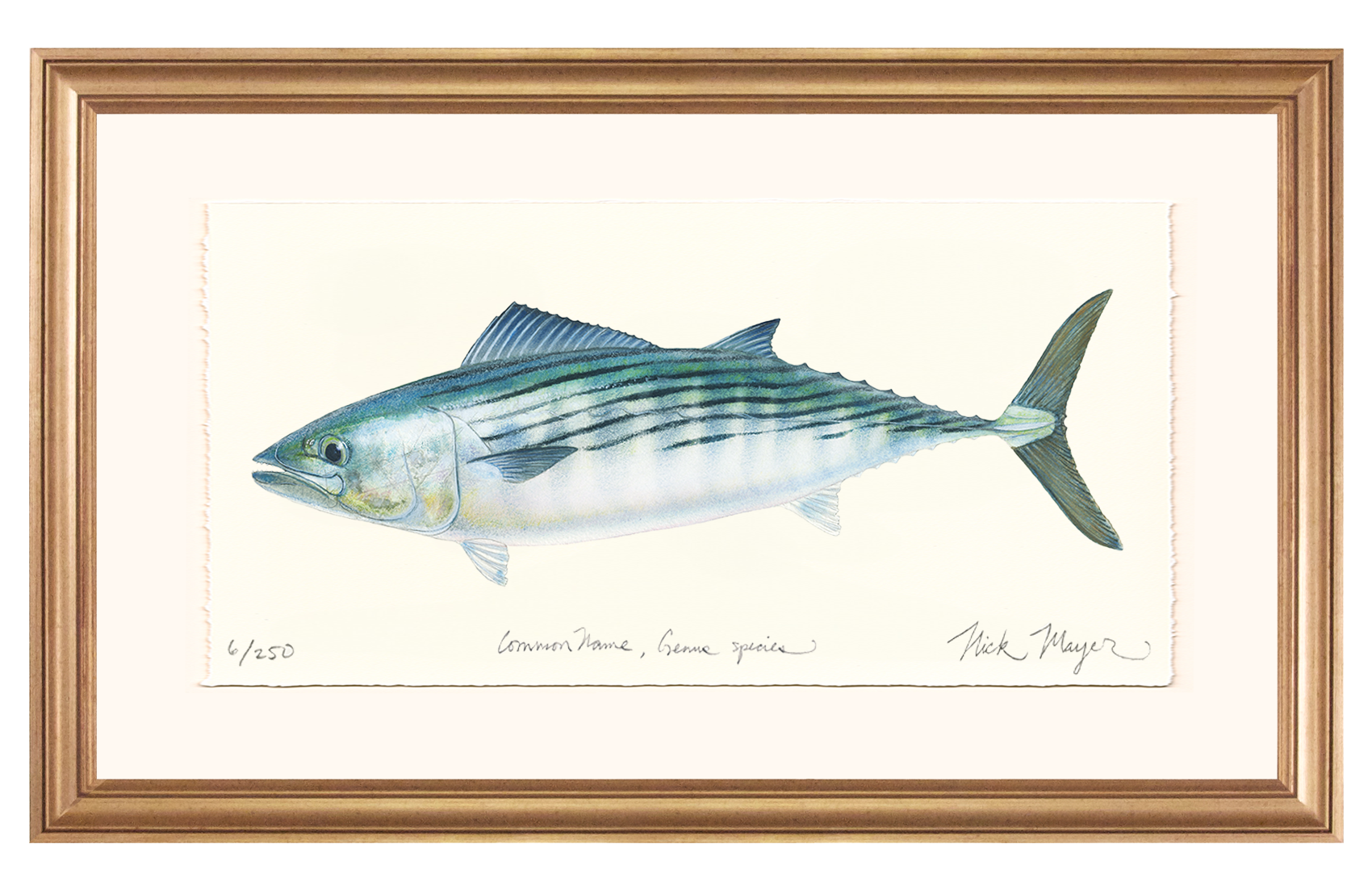 Bonito Limited Edition Print