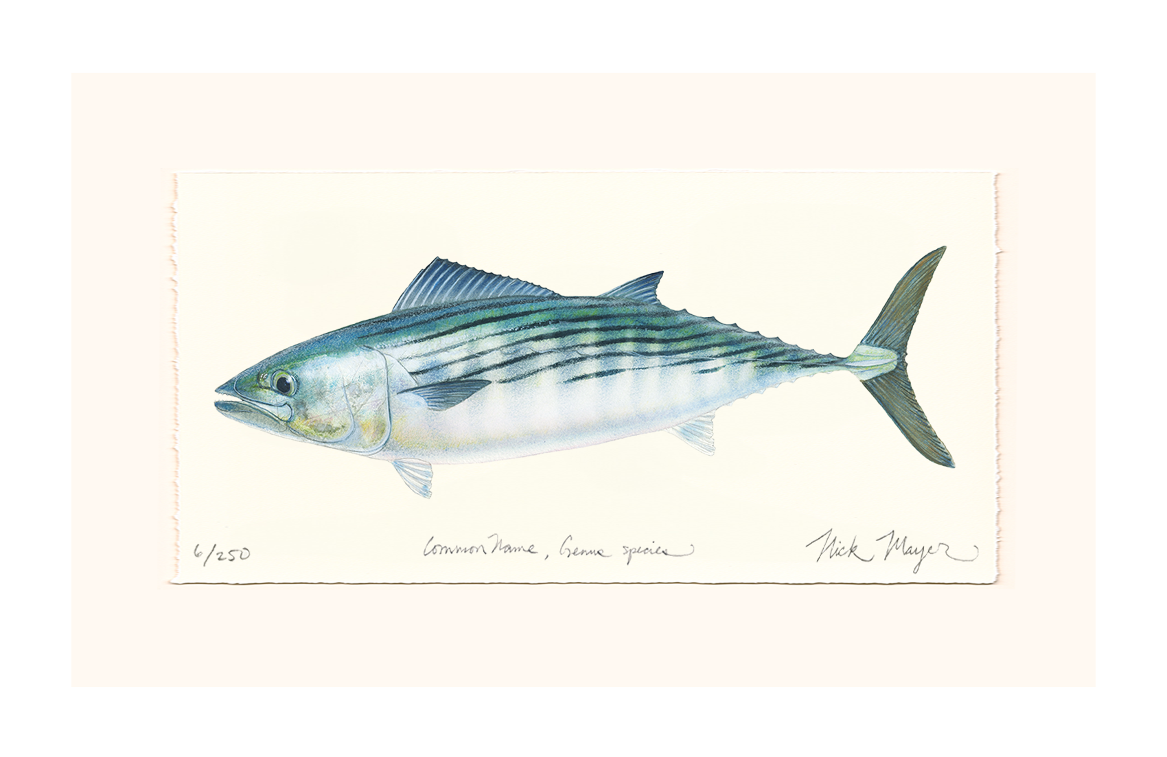 Bonito Limited Edition Print