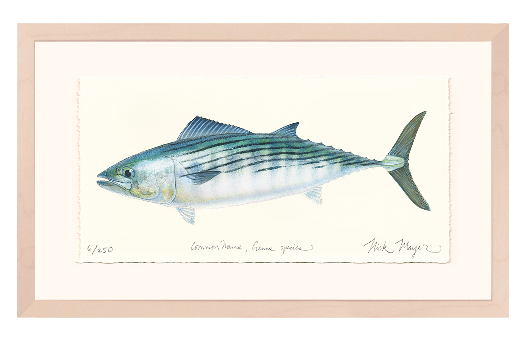 Bonito Limited Edition Print