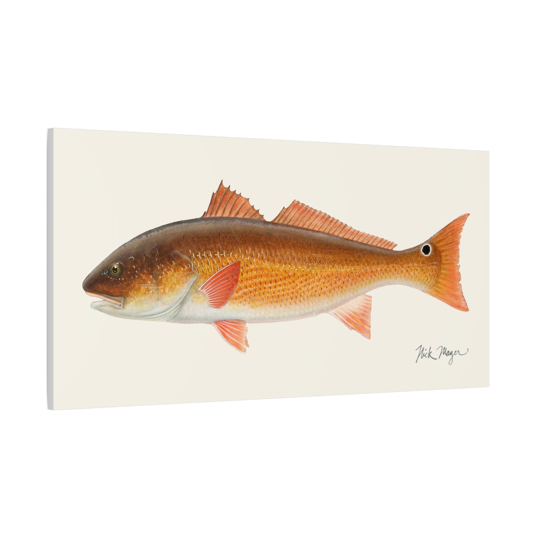 Redfish, 15 lbs Canvas Print, 10" x 20"