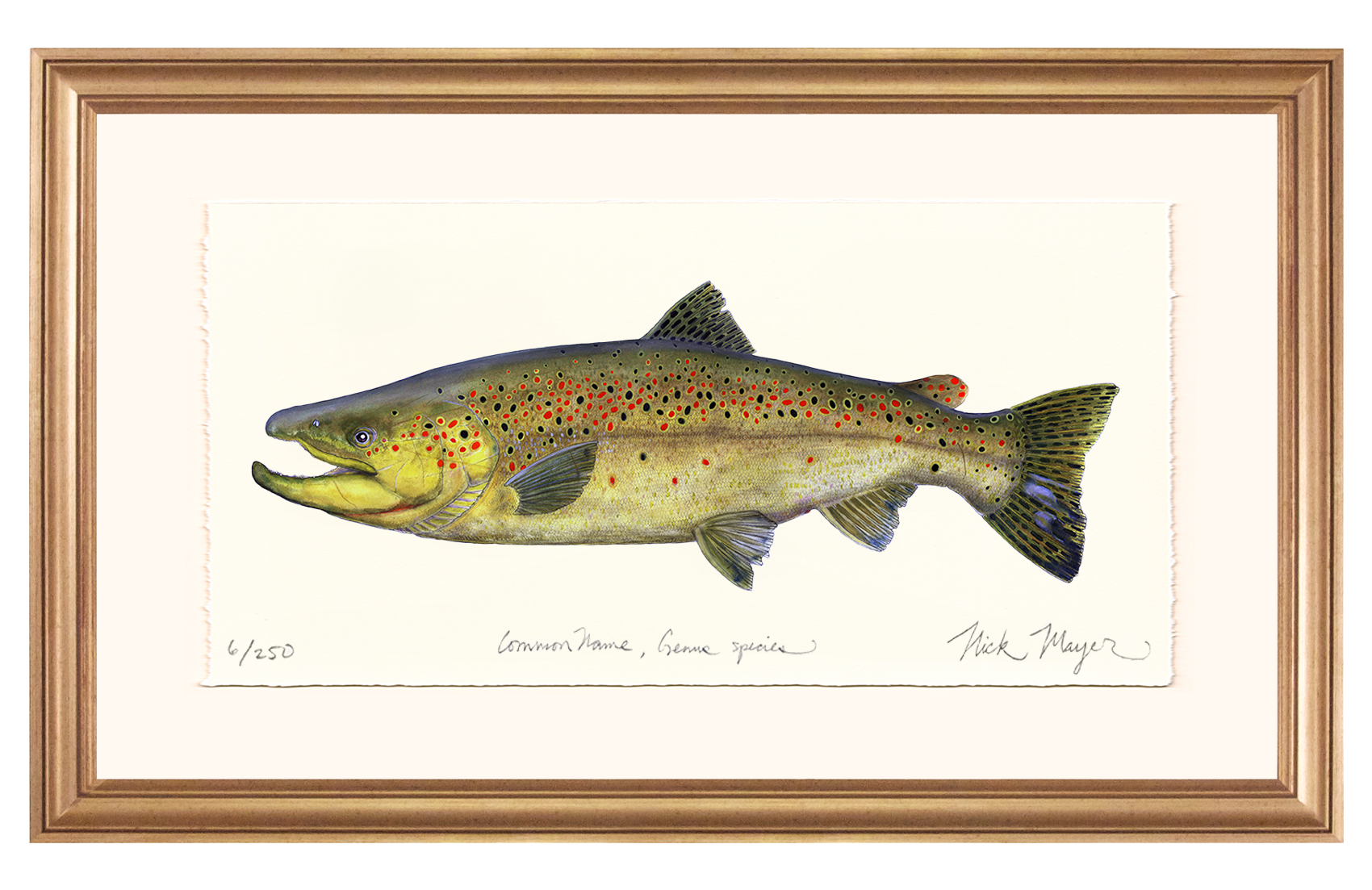 Brown Trout 1 Limited Edition Print