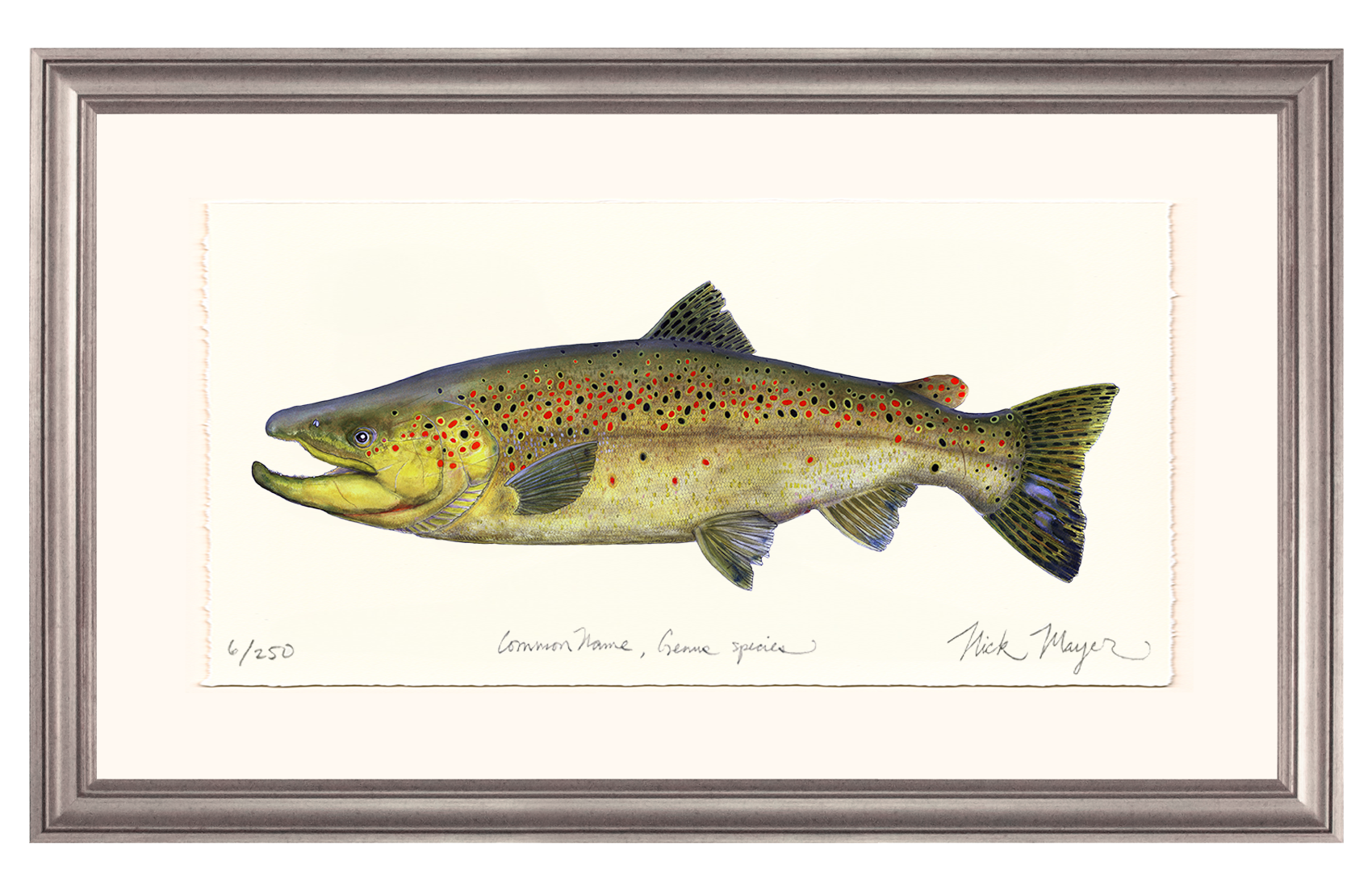 Brown Trout 1 Limited Edition Print