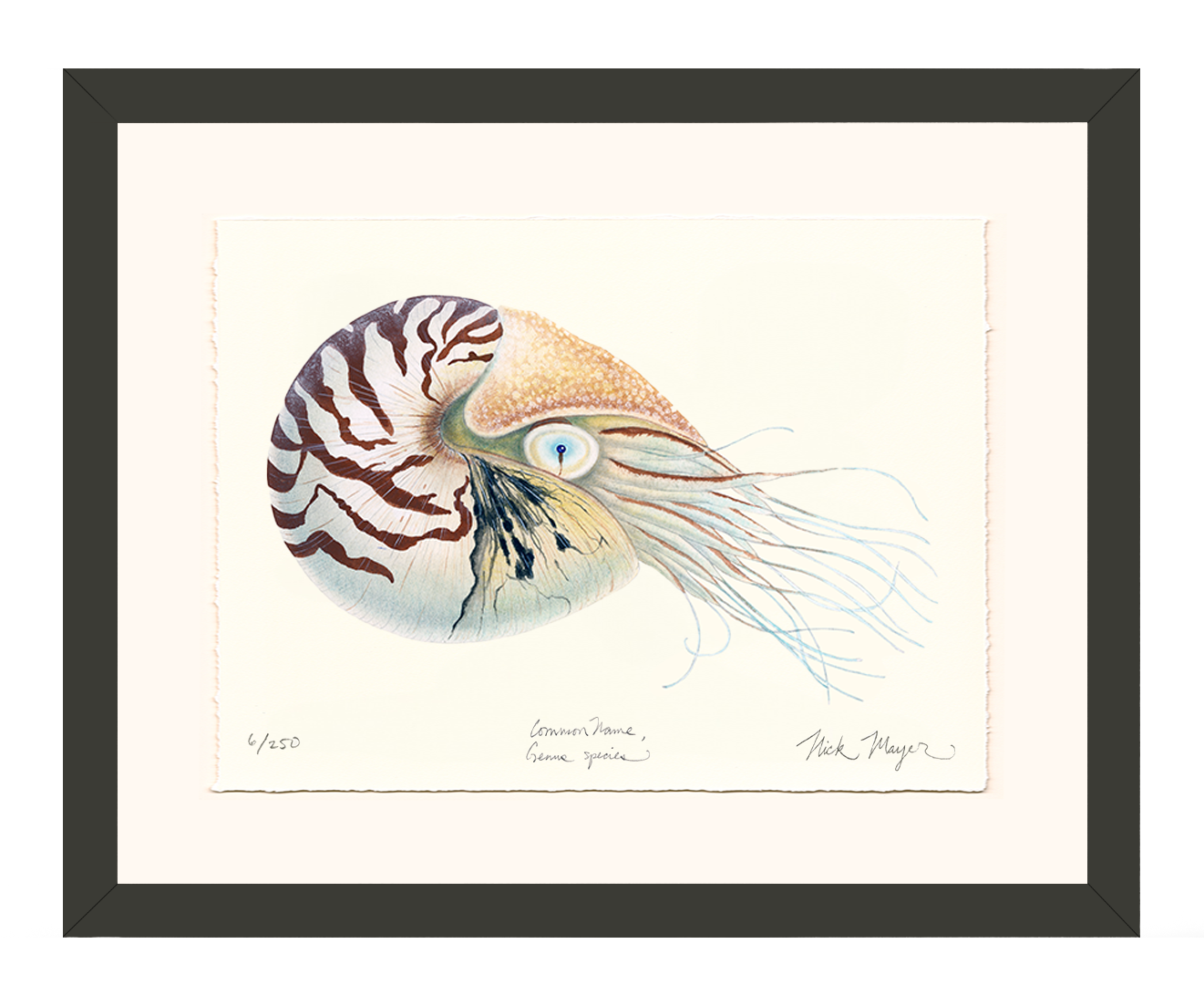 Chambered Nautilus Limited Edition Print