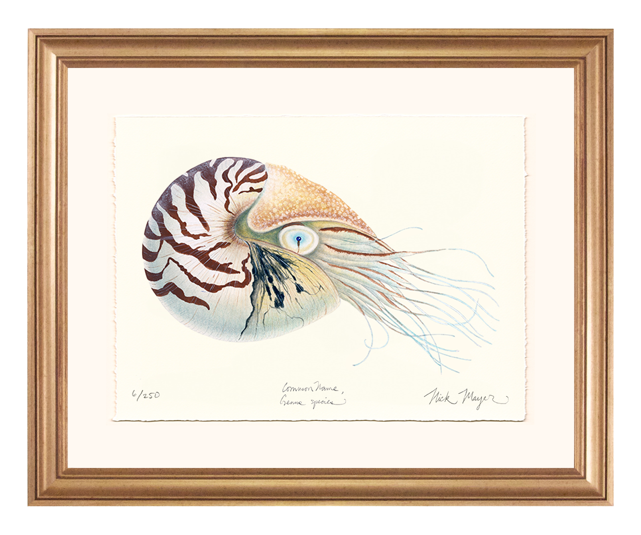 Chambered Nautilus Limited Edition Print