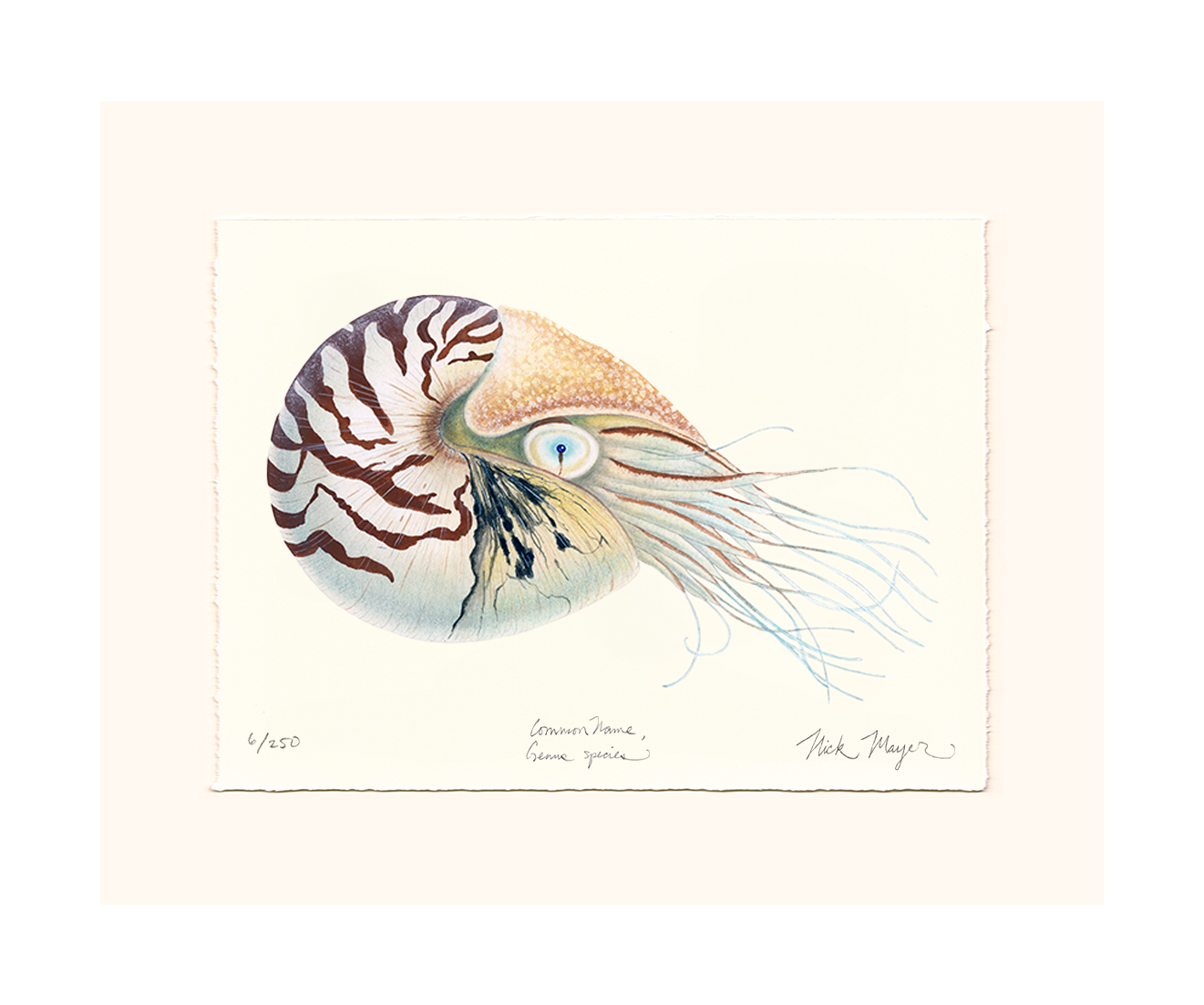 Chambered Nautilus Limited Edition Print