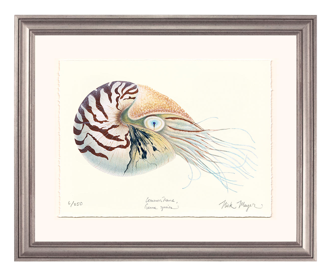 Chambered Nautilus Limited Edition Print