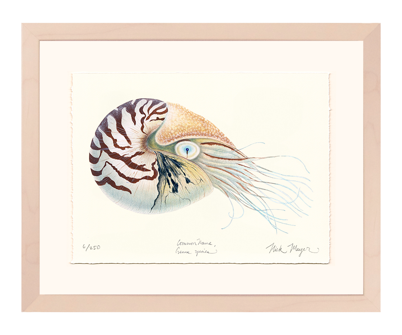 Chambered Nautilus Limited Edition Print