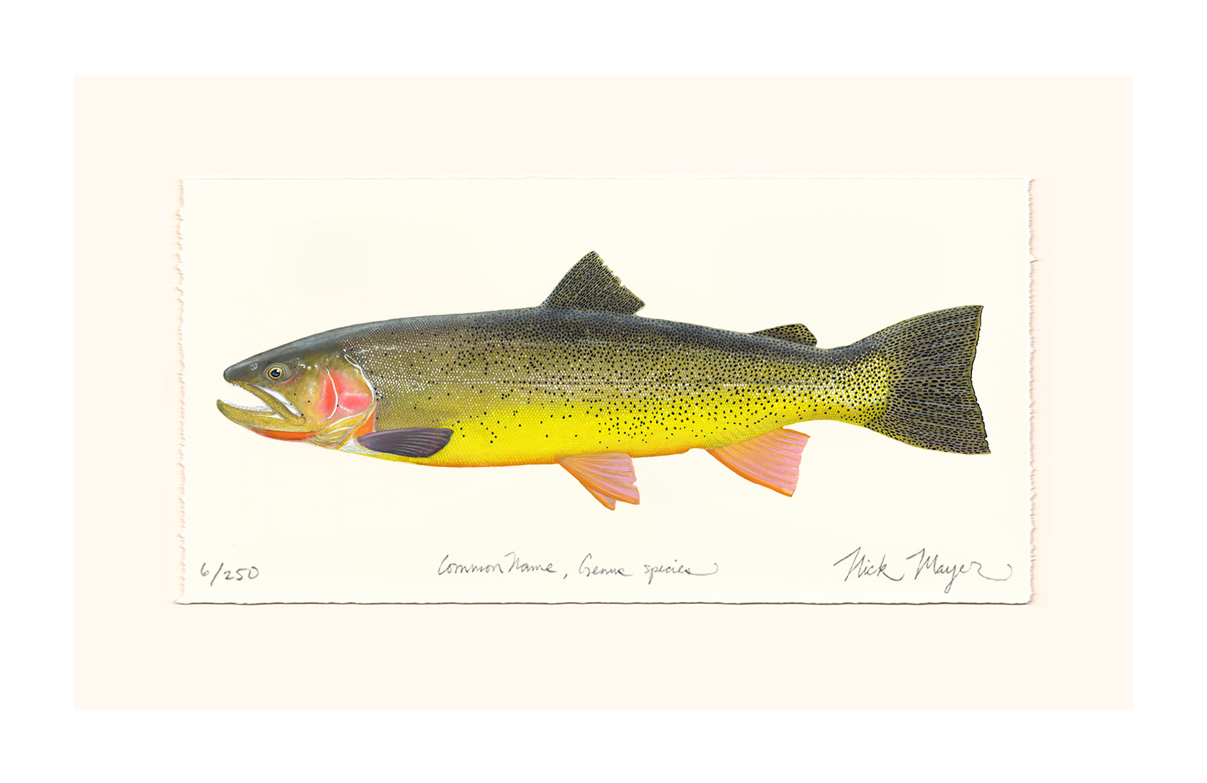 Cutthroat Trout 3 Limited Edition Print - NEW for May 2026!