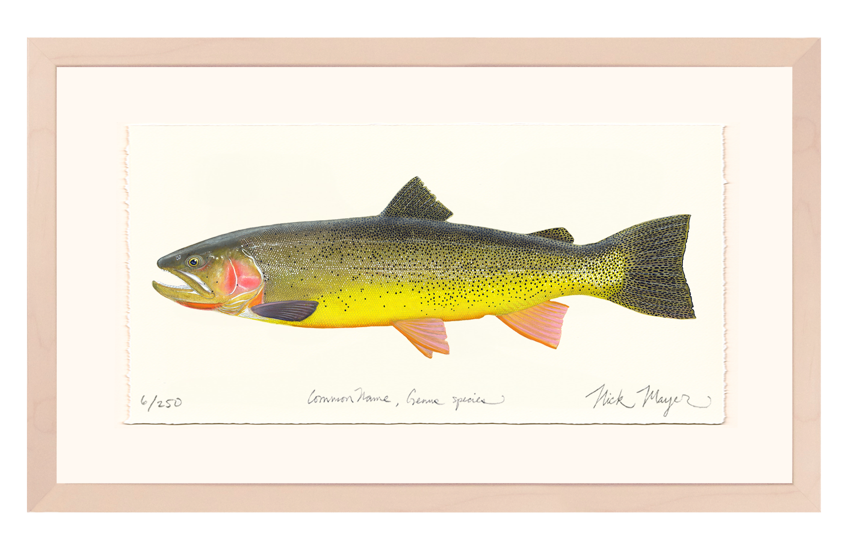 Cutthroat Trout 3 Limited Edition Print - NEW for May 2026!