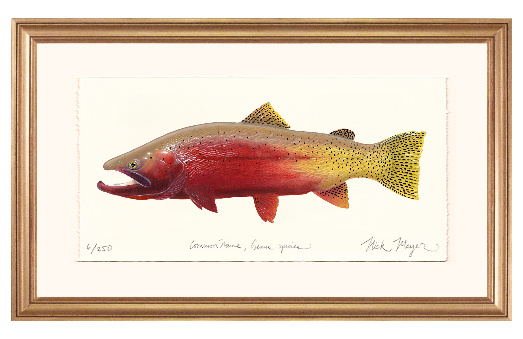 Cutthroat Trout 2 Limited Edition Print - NEW for Holiday 2025!