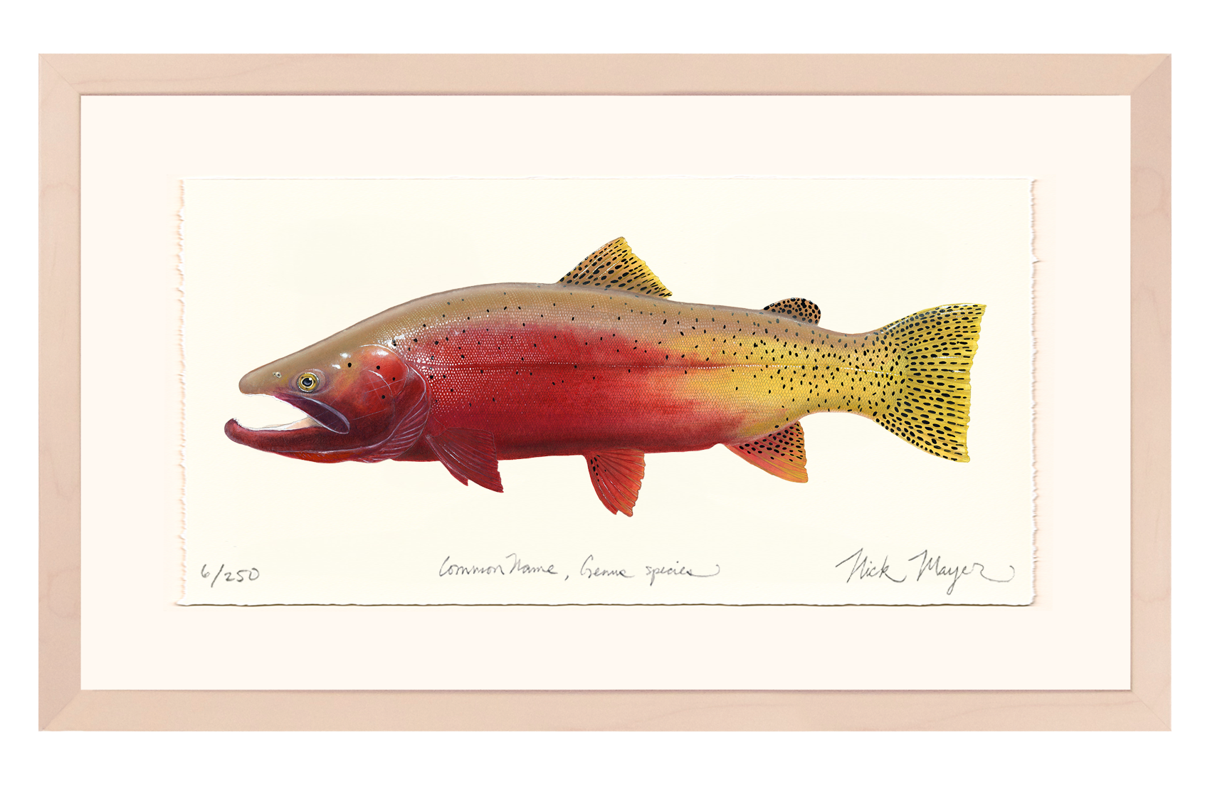 Cutthroat Trout 2 Limited Edition Print - NEW