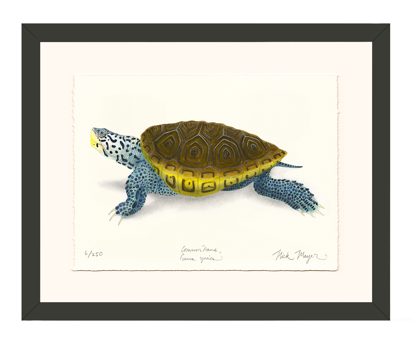 Diamondback Terrapin Limited Edition Print - NEW for June 2026!