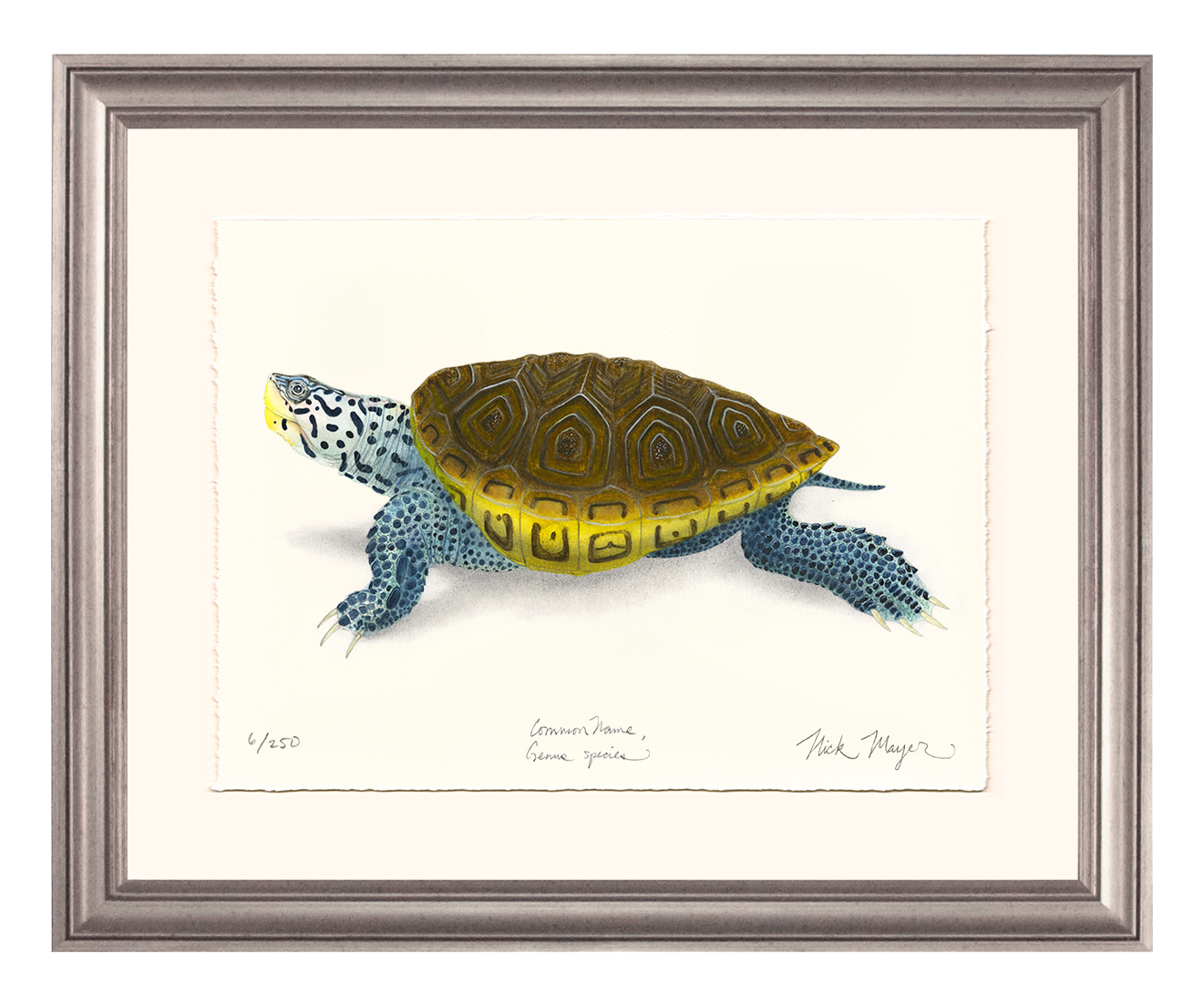 Diamondback Terrapin Limited Edition Print - NEW for June 2026!