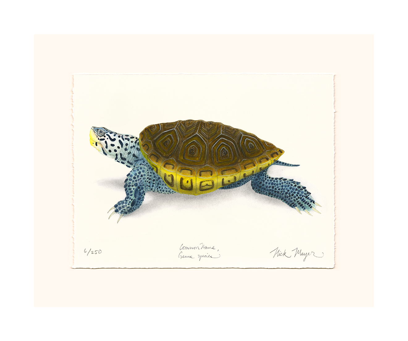 Diamondback Terrapin Limited Edition Print - NEW for June 2026!