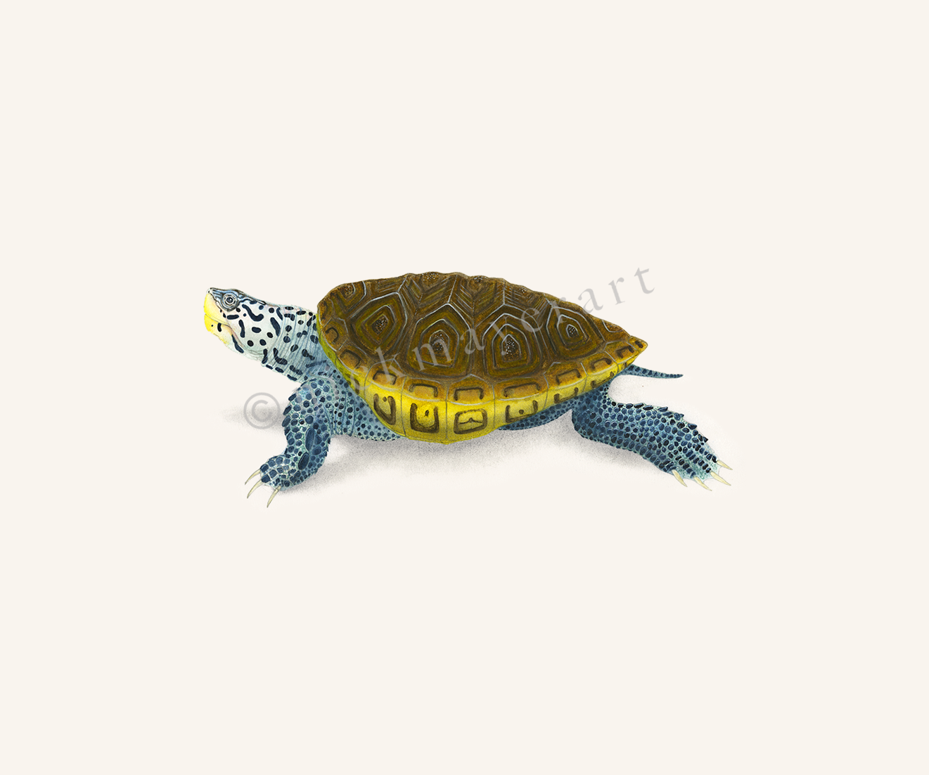 Diamondback Terrapin Limited Edition Print - NEW for June 2026!