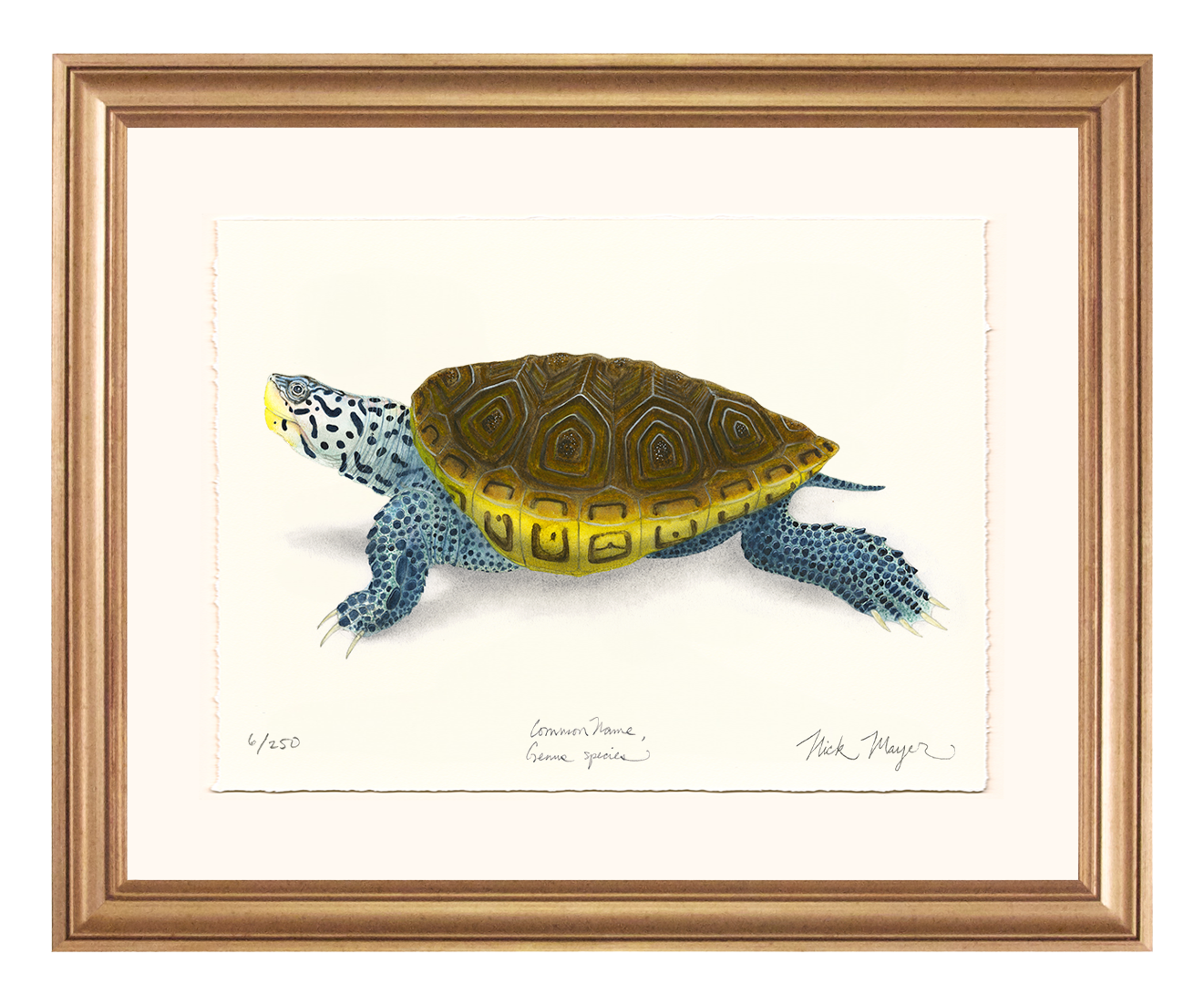 Diamondback Terrapin Limited Edition Print - NEW for June 2026!