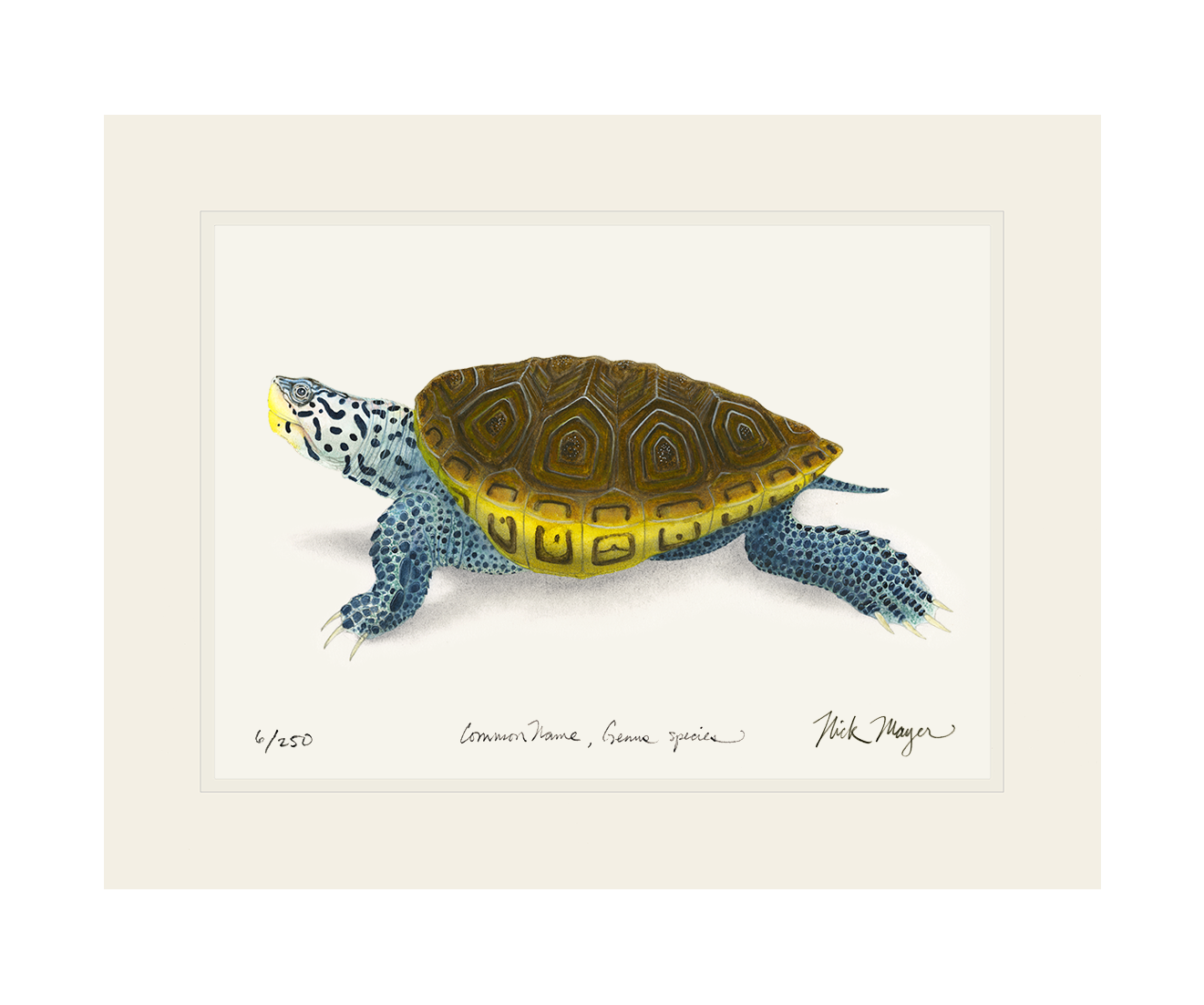 Diamondback Terrapin Limited Edition Print - NEW for June 2026!