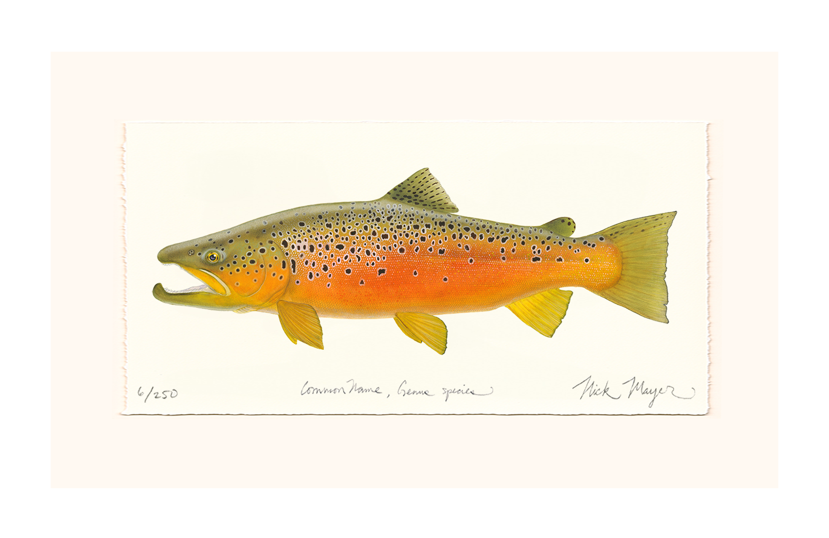 Brown Trout 2 Limited Edition Print - NEW for Holiday 2025!