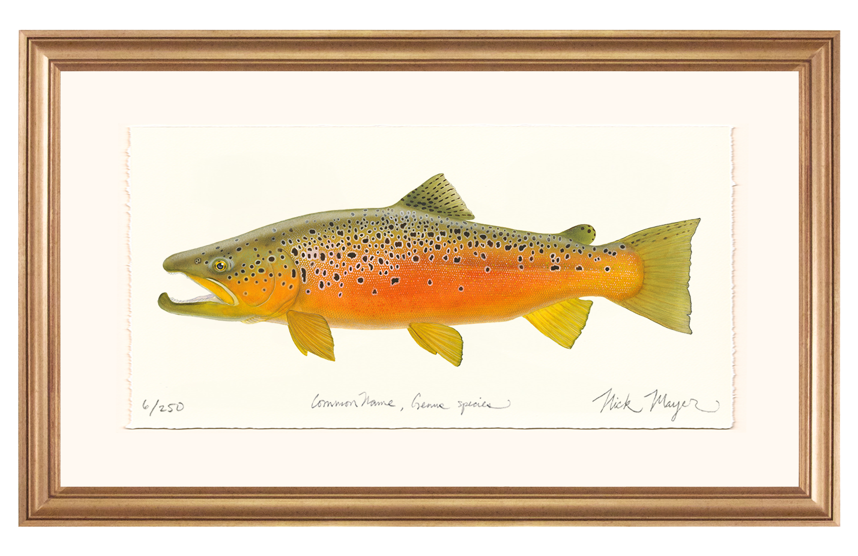 Brown Trout 2 Limited Edition Print - NEW for Holiday 2025!