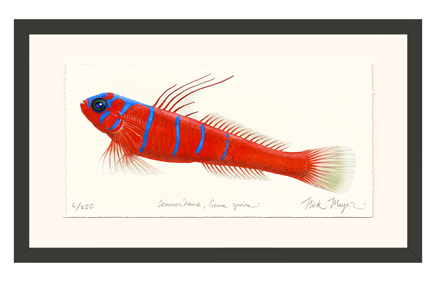 Bluebanded Goby Limited Edition Print