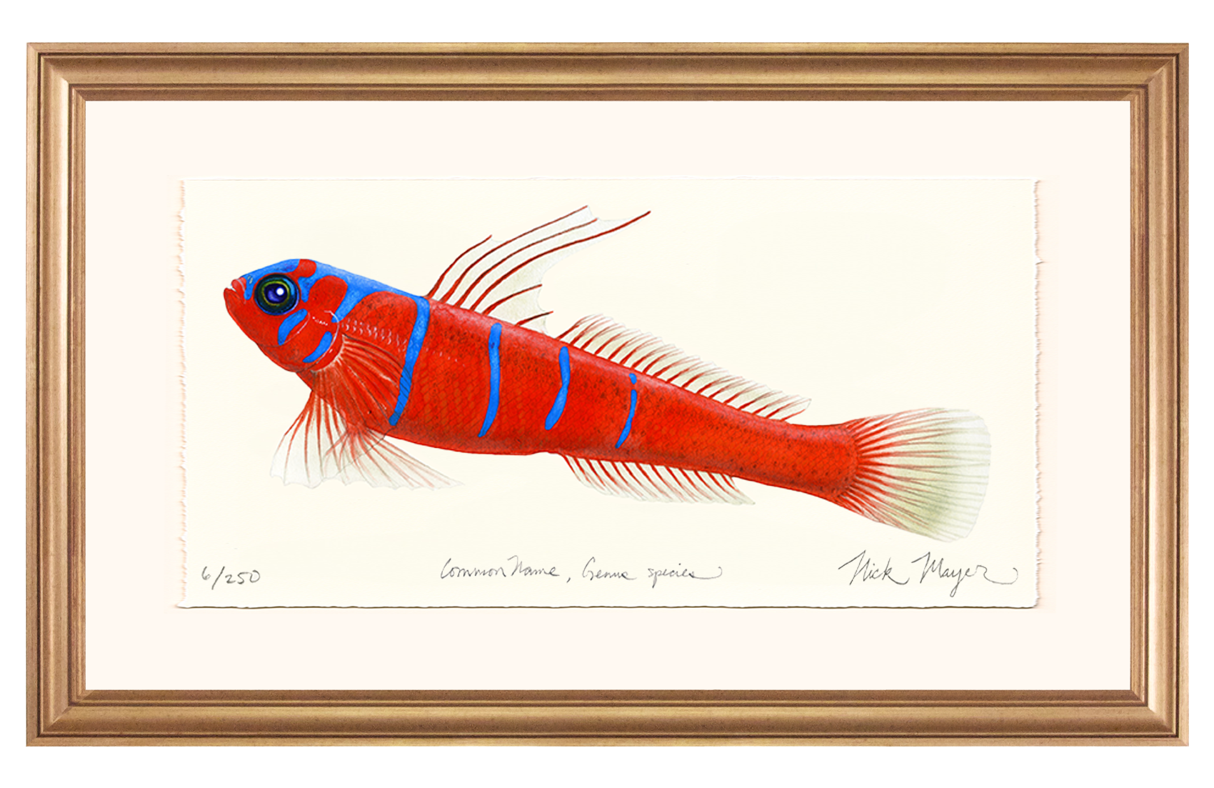 Bluebanded Goby Limited Edition Print