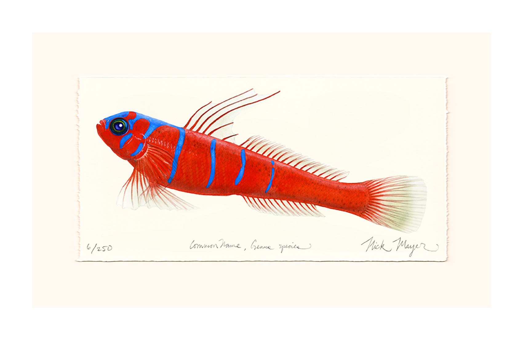 Bluebanded Goby Limited Edition Print