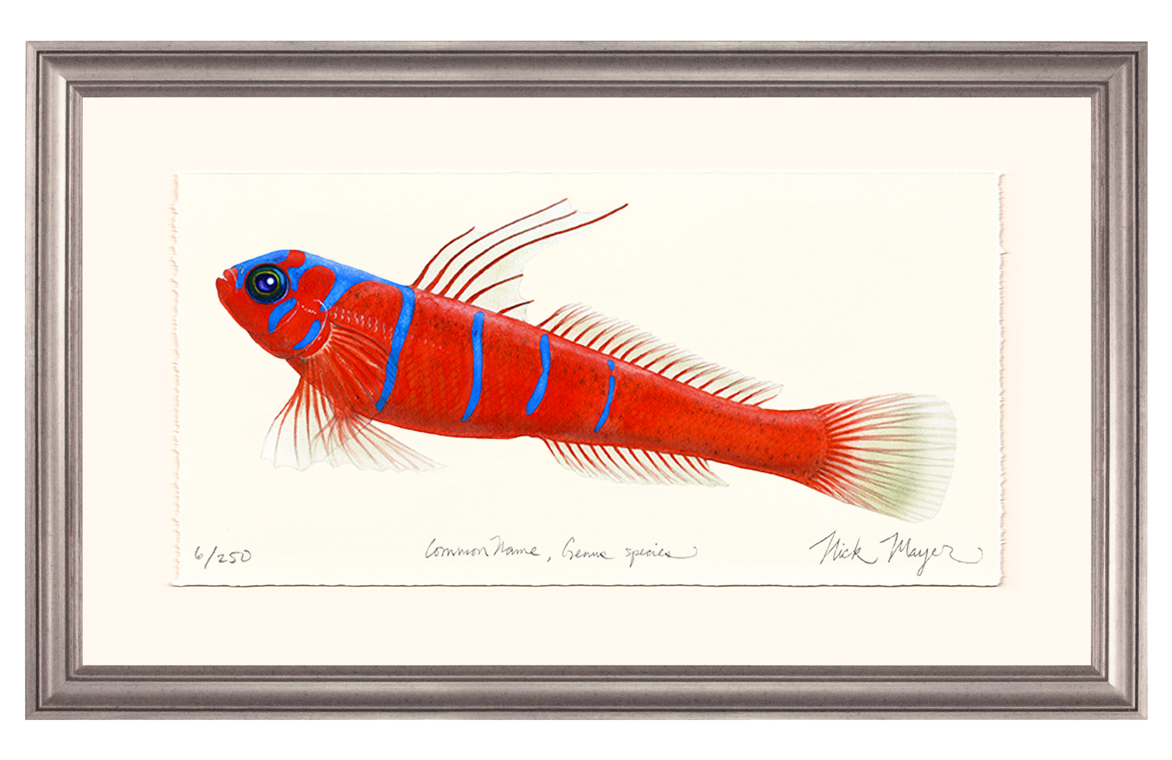 Bluebanded Goby Limited Edition Print