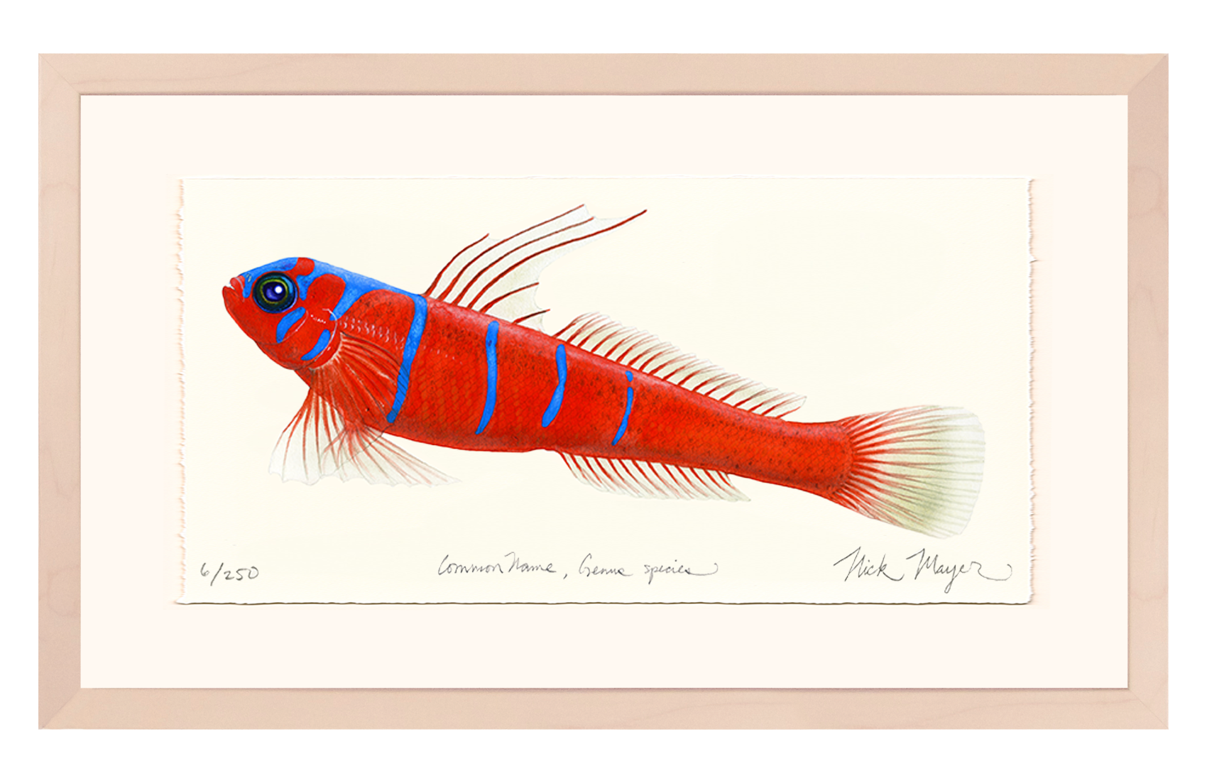 Bluebanded Goby Limited Edition Print