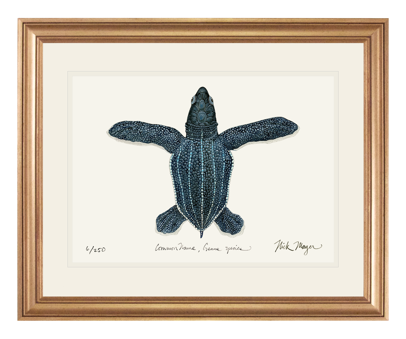 Hatchling Leatherback Sea Turtle Limited Edition Print - NEW