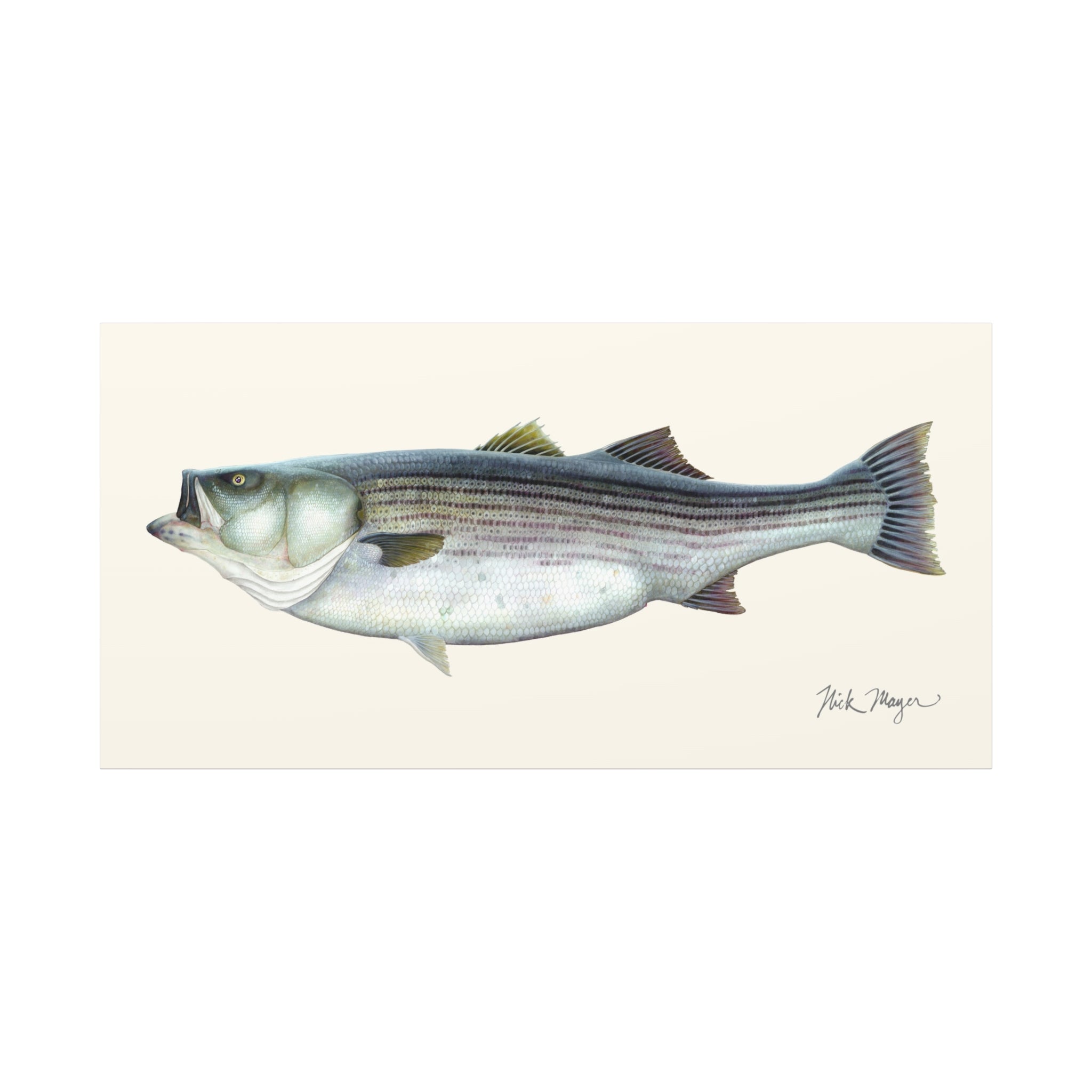 Striped Bass, 60 lbs Canvas Print, 15" x 30" - Only 1 Available Ready to Ship