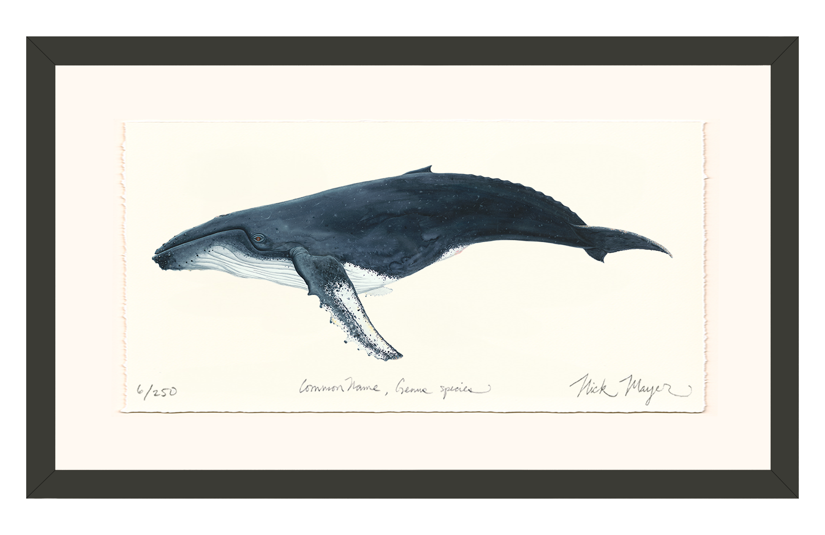Humpback Whale Limited Edition Print