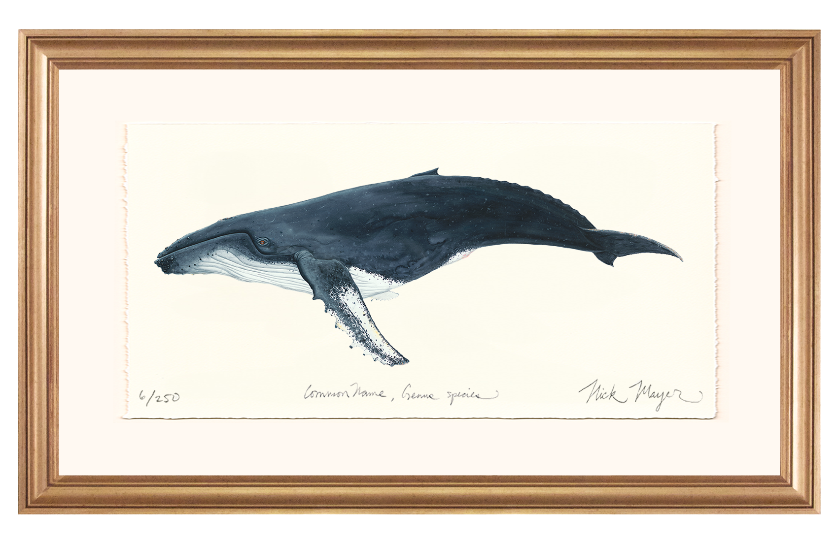 Humpback Whale Limited Edition Print