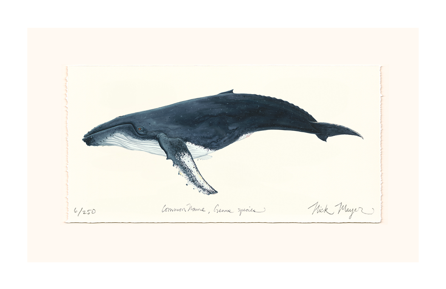 Humpback Whale Limited Edition Print